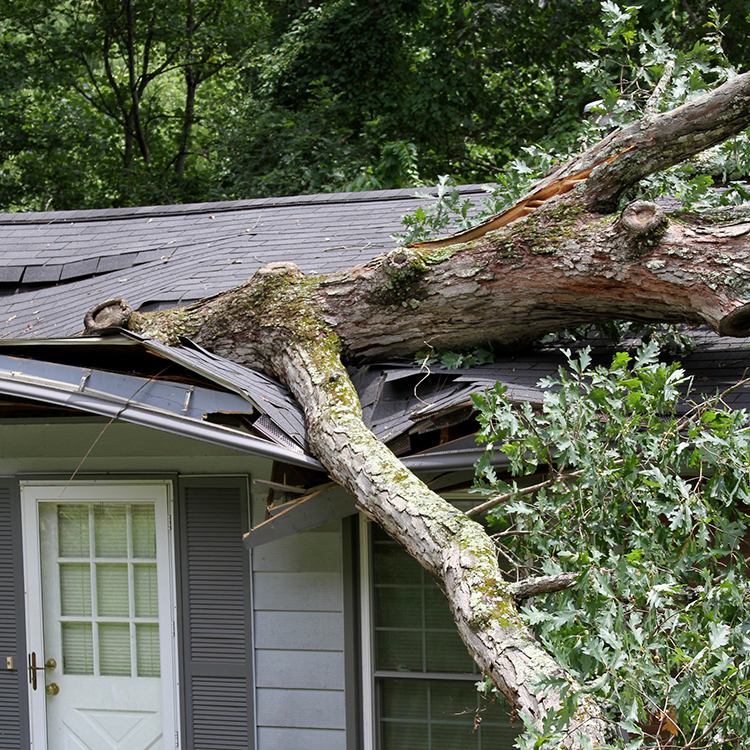 tree-fall-roof tree-fall-roof