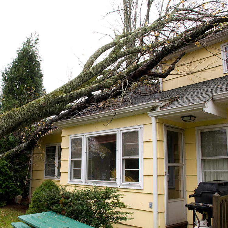 yellow-house-tree