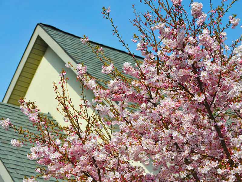 Looking up at residential shingle roof with a cherry tree in front of it.
