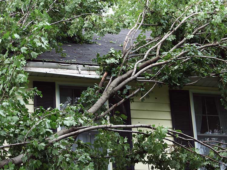 Branches leaning on roof after a storm.