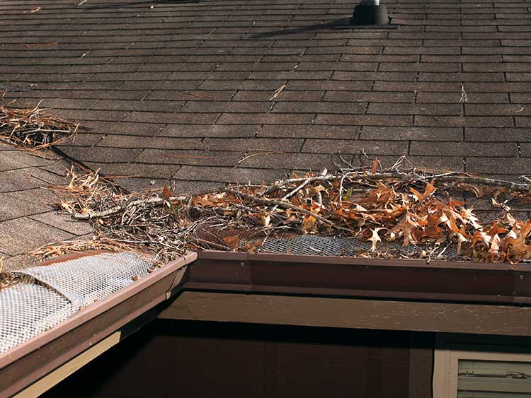 Twig and leaf debris built up on roof.