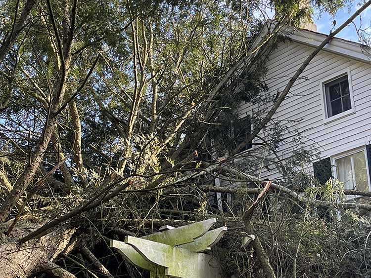 Tree that fell on a roof after severe weather.