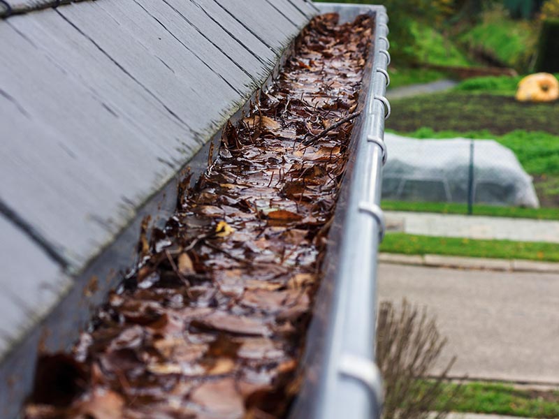 Gutter on a home filled with wet leaves.